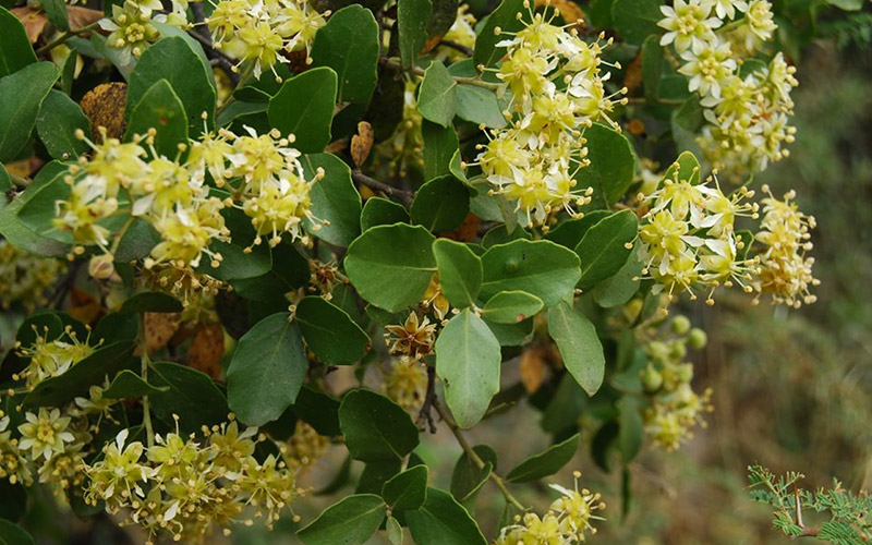 Selective Botanical The core of Pre Harvest Precision in Chile.