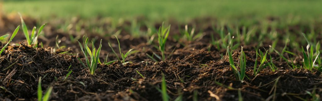 Close-up of a green leaf with water droplets representing the performance of QA-35 natural agricultural adjuvant