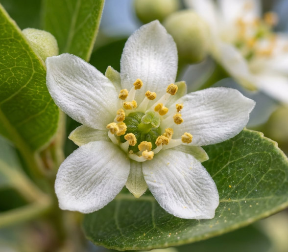 Precision-sourced Quillaja saponaria feedstock samples in a laboratory setting for vaccine R&D