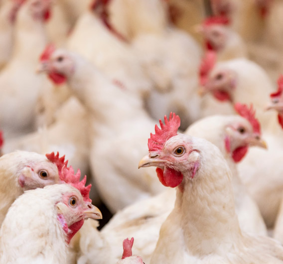 Healthy poultry representing the application of Quillaja saponin for gut environment resilience